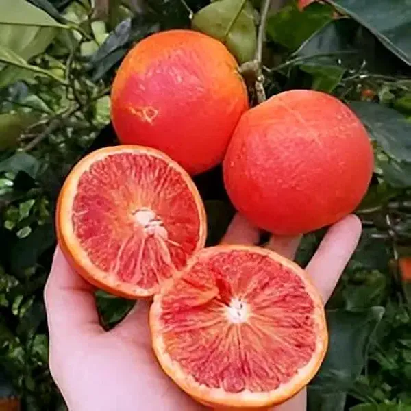 Hidden_Enterprise_Special_Dwarf_1Healthy_Bonsai_Red_Malta_Orange_Lemon_sweet_&Testy_Fruit_Tree_plantll_For_wonderful_Home_Garden_Fruit_Outdoor_&_Indoor_plant.Pack_01.
