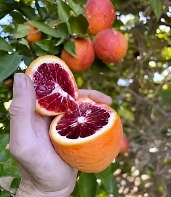 Hidden_Enterprise_Special_Dwarf_1Healthy_Bonsai_Red_Malta_Orange_Lemon_sweet_&Testy_Fruit_Tree_plantll_For_wonderful_Home_Garden_Fruit_Outdoor_&_Indoor_plant.Pack_01.