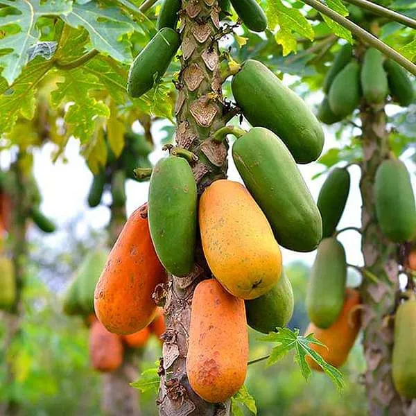 Hybrid_Papaya_Seeds_Pack_of_200_|_High_Yield,_Early_Fruiting,_Sweet_&_Juicy_Variety_for_Home_and_Commercial_Farming,_Papaya_Seeds_for_Planting