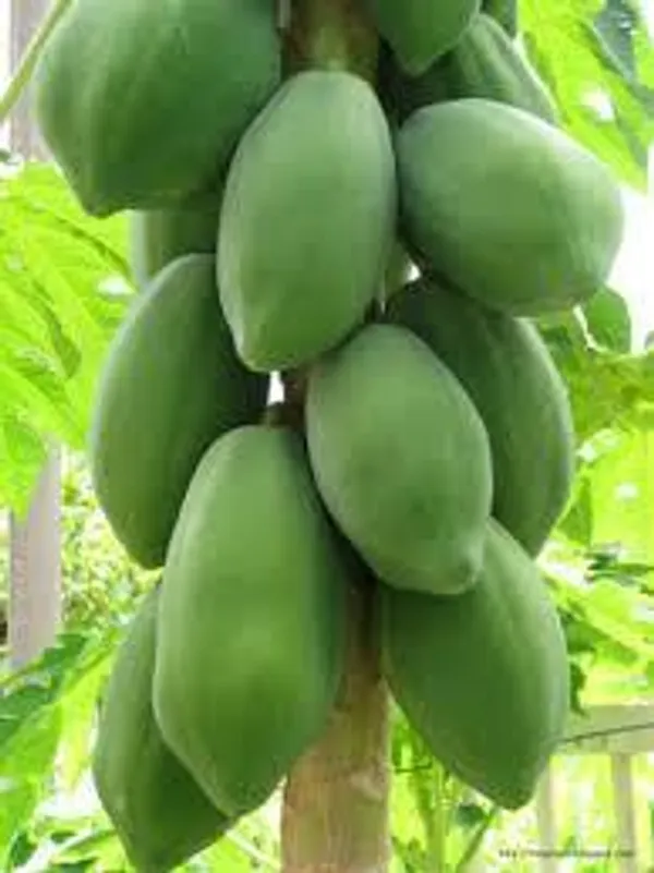 Hybrid_Papaya_Seeds_Pack_of_200_|_High_Yield,_Early_Fruiting,_Sweet_&_Juicy_Variety_for_Home_and_Commercial_Farming,_Papaya_Seeds_for_Planting