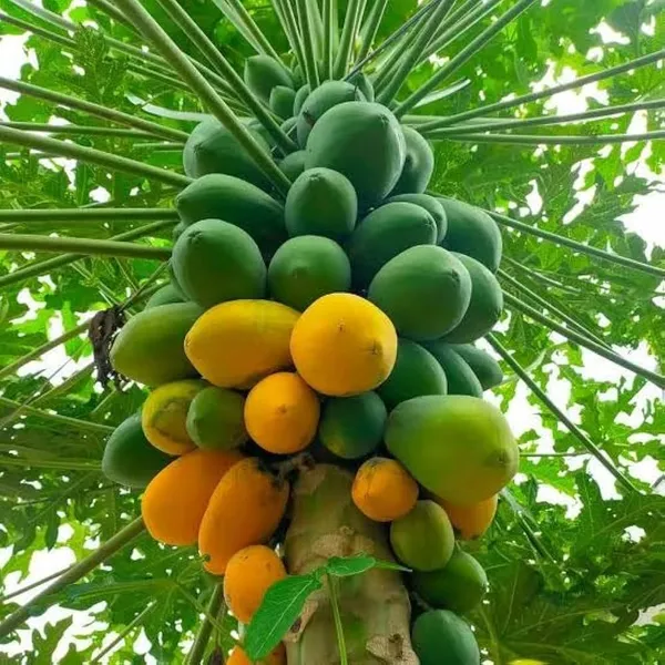 Hybrid_Papaya_Seeds_Pack_of_200_|_High_Yield,_Early_Fruiting,_Sweet_&_Juicy_Variety_for_Home_and_Commercial_Farming,_Papaya_Seeds_for_Planting