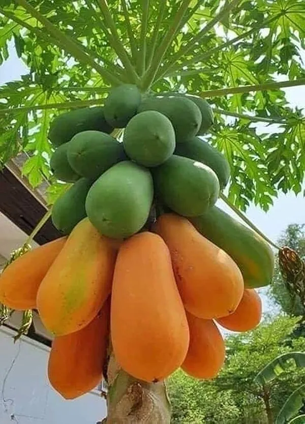 Hybrid_Papaya_Seeds_Pack_of_200_|_High_Yield,_Early_Fruiting,_Sweet_&_Juicy_Variety_for_Home_and_Commercial_Farming,_Papaya_Seeds_for_Planting