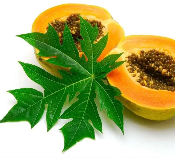 Hybrid_Papaya_Seeds_Pack_of_200_|_High_Yield,_Early_Fruiting,_Sweet_&_Juicy_Variety_for_Home_and_Commercial_Farming,_Papaya_Seeds_for_Planting
