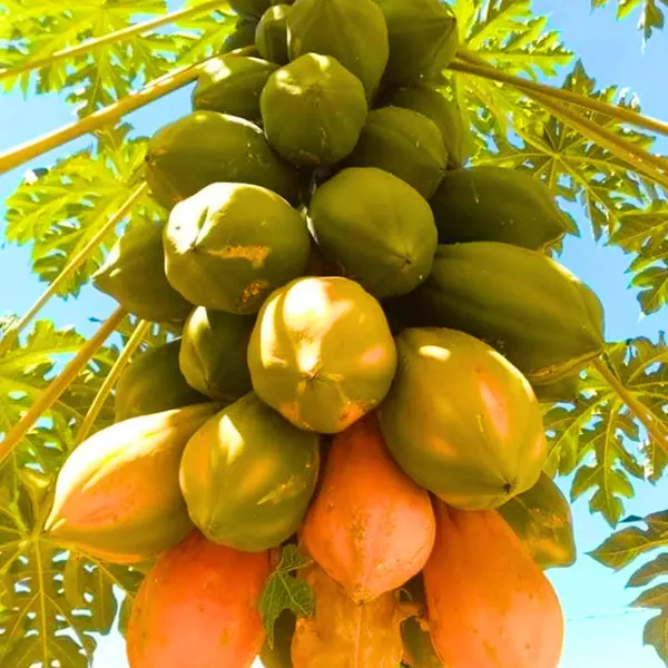 Hybrid_Papaya_Seeds_Pack_of_200_|_High_Yield,_Early_Fruiting,_Sweet_&_Juicy_Variety_for_Home_and_Commercial_Farming,_Papaya_Seeds_for_Planting