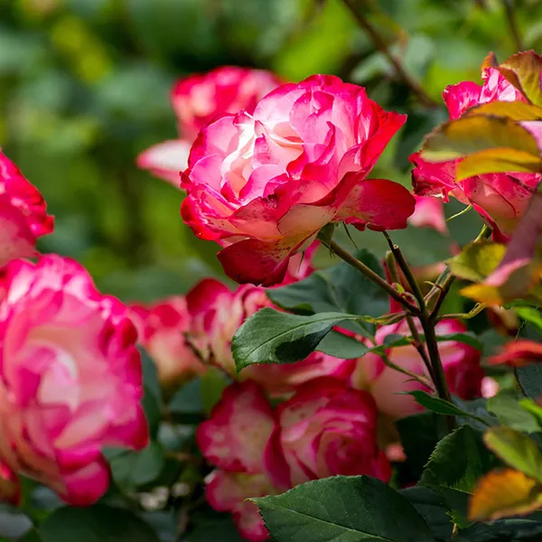 Hybrid_TEA_ROSE__Plant_multi_2_colour_Rose_Healthy_Outdoor_Plant_Hight_1-2_ft_with_Plastic_grow_bag_Pack_Of_2_combo_indoor/outdoor_decorative_plant