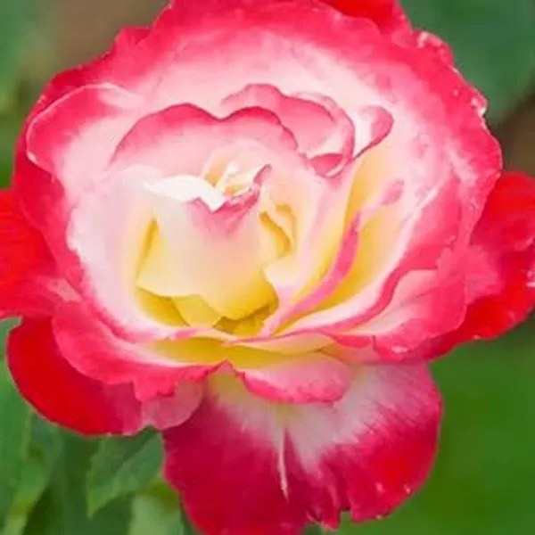Hybrid_TEA_ROSE__Plant_multi_2_colour_Rose_Healthy_Outdoor_Plant_Hight_1-2_ft_with_Plastic_grow_bag_Pack_Of_2_combo_indoor/outdoor_decorative_plant