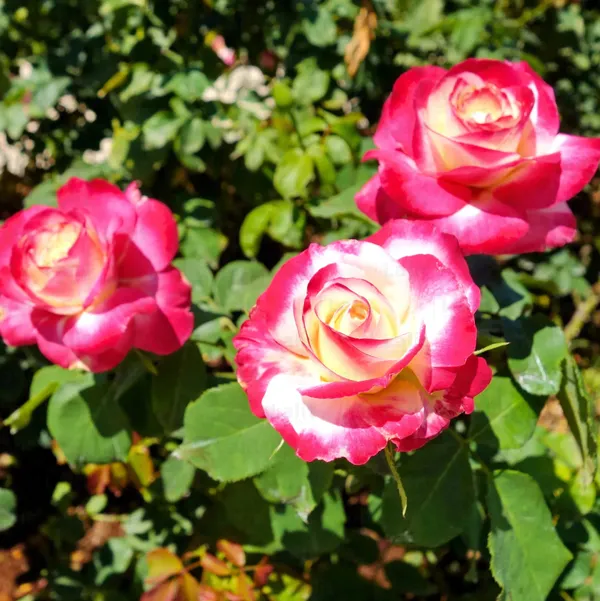 Hybrid_TEA_ROSE__Plant_multi_2_colour_Rose_Healthy_Outdoor_Plant_Hight_1-2_ft_with_Plastic_grow_bag_Pack_Of_2_combo_indoor/outdoor_decorative_plant