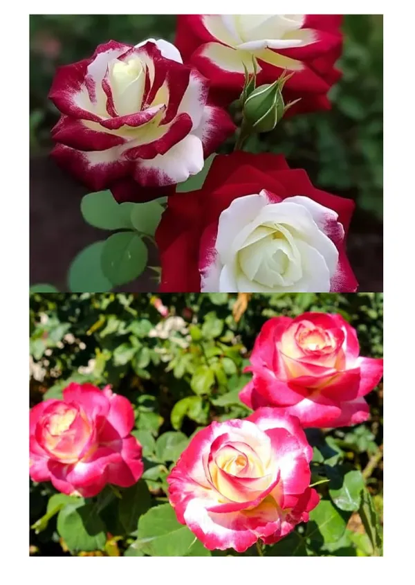 Hybrid_TEA_ROSE__Plant_multi_2_colour_Rose_Healthy_Outdoor_Plant_Hight_1-2_ft_with_Plastic_grow_bag_Pack_Of_2_combo_indoor/outdoor_decorative_plant