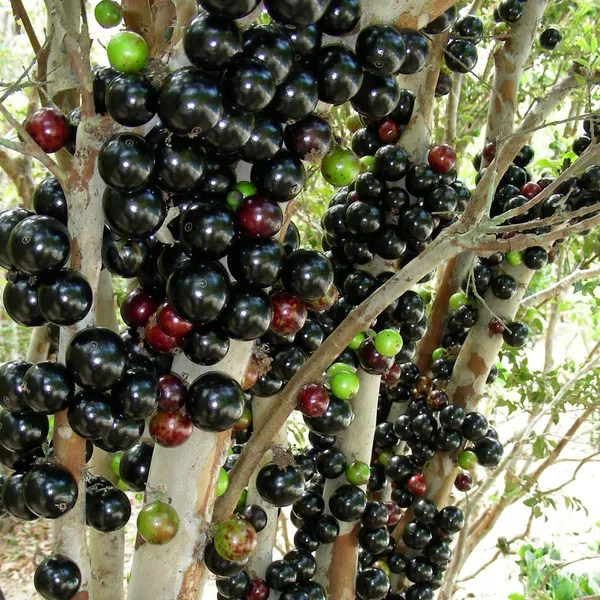 Jabuticaba_Grafted_Plant,_Medium_Size_Antioxidant_Rich_Bark_Fruit_Tree_for_Home_Balcony_Growing,_Maramunthiri_Variety