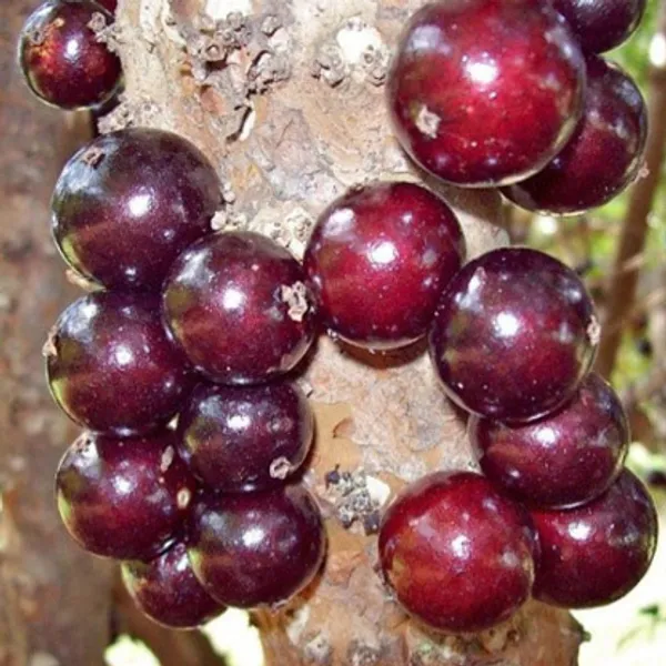 Jabuticaba_Grafted_Plant,_Medium_Size_Antioxidant_Rich_Bark_Fruit_Tree_for_Home_Balcony_Growing,_Maramunthiri_Variety