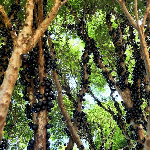 Jabuticaba_Grafted_Plant,_Medium_Size_Antioxidant_Rich_Bark_Fruit_Tree_for_Home_Balcony_Growing,_Maramunthiri_Variety