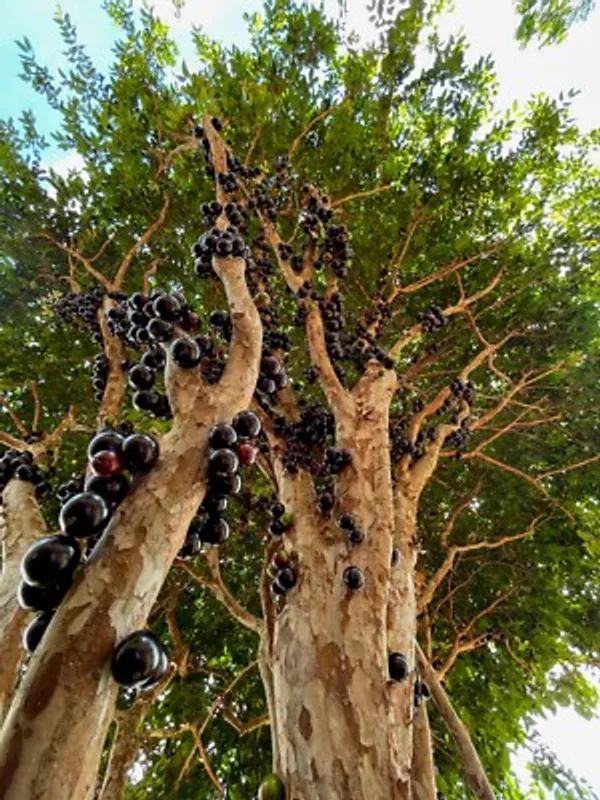 Jabuticaba_Grafted_Plant,_Medium_Size_Antioxidant_Rich_Bark_Fruit_Tree_for_Home_Balcony_Growing,_Maramunthiri_Variety