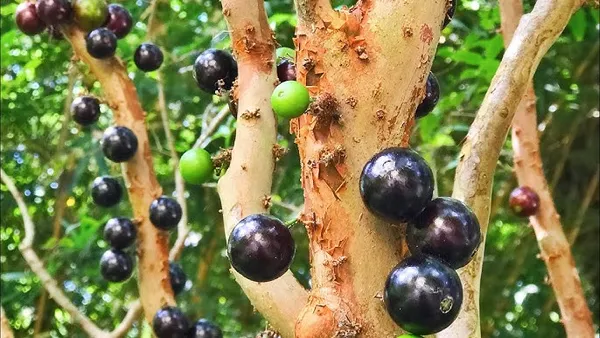 Jabuticaba_Grafted_Plant,_Medium_Size_Antioxidant_Rich_Bark_Fruit_Tree_for_Home_Balcony_Growing,_Maramunthiri_Variety