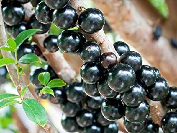 Jabuticaba_Grafted_Plant,_Medium_Size_Antioxidant_Rich_Bark_Fruit_Tree_for_Home_Balcony_Growing,_Maramunthiri_Variety