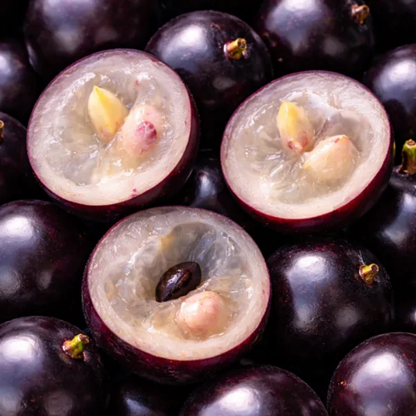 Jabuticaba_Grafted_Plant,_Medium_Size_Antioxidant_Rich_Bark_Fruit_Tree_for_Home_Balcony_Growing,_Maramunthiri_Variety