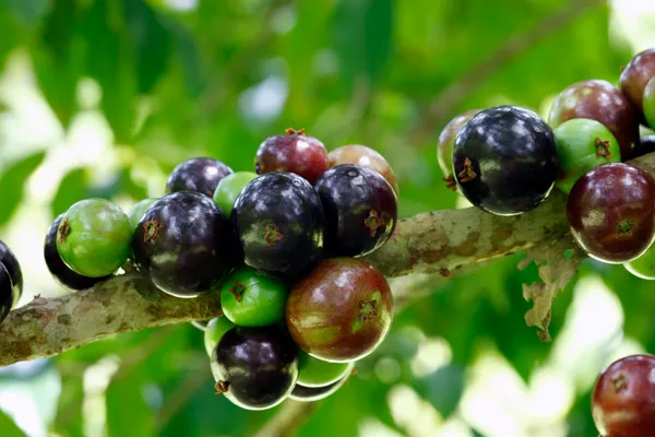 Jabuticaba_Grafted_Plant,_Medium_Size_Antioxidant_Rich_Bark_Fruit_Tree_for_Home_Balcony_Growing,_Maramunthiri_Variety