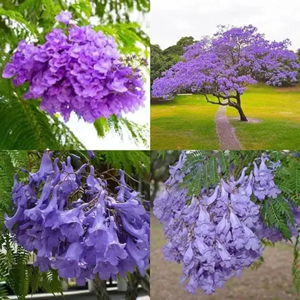 Organic_Jacaranda_Mimosifolia_Neel_Mohar_Healthy_Beautiful_Flower_Plant_For_Home_Garden_Tree_Pack_Of_1
