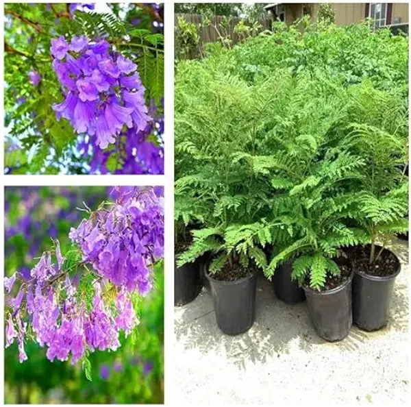 Organic_Jacaranda_Mimosifolia_Neel_Mohar_Healthy_Beautiful_Flower_Plant_For_Home_Garden_Tree_Pack_Of_1