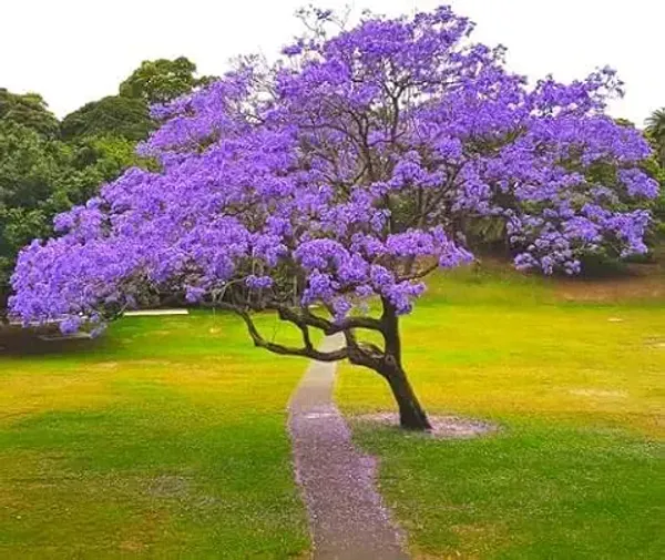 Organic_Jacaranda_Mimosifolia_Neel_Mohar_Healthy_Beautiful_Flower_Plant_For_Home_Garden_Tree_Pack_Of_1