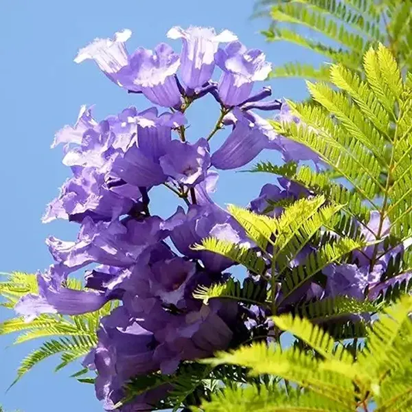 Organic_Jacaranda_Mimosifolia_Neel_Mohar_Healthy_Beautiful_Flower_Plant_For_Home_Garden_Tree_Pack_Of_1
