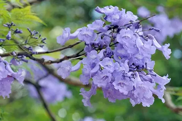 Organic_Jacaranda_Mimosifolia_Neel_Mohar_Healthy_Beautiful_Flower_Plant_For_Home_Garden_Tree_Pack_Of_1