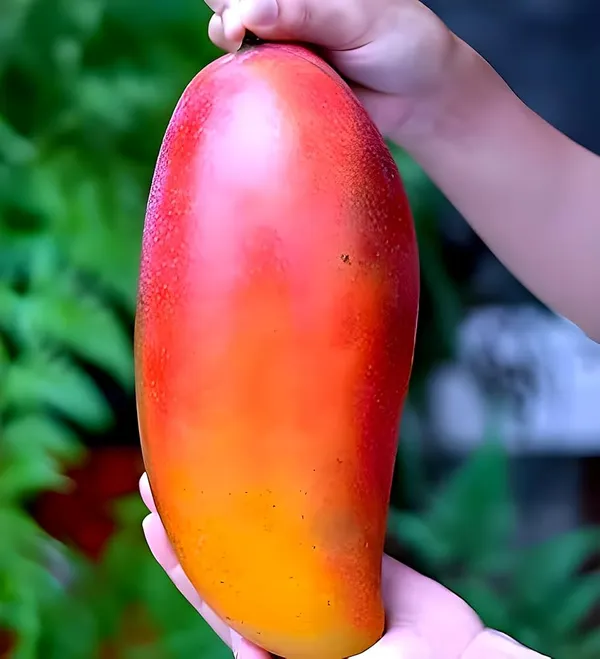 Organic_King_Of_Chakapat_Mango_Plant_Healthy_Grafted_Plant_Pack_Of_1_Fruit_After_1_Year_Hight_2_3_Feet