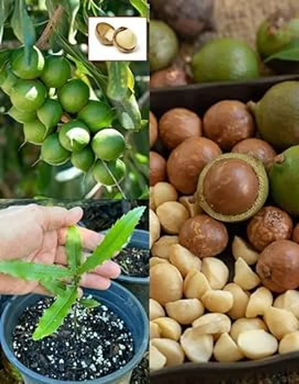 Macadamia_Nut_Plant,_Fresh_Seeds_for_Growing_hight_1/2_feet_plant_after_1/2_years
