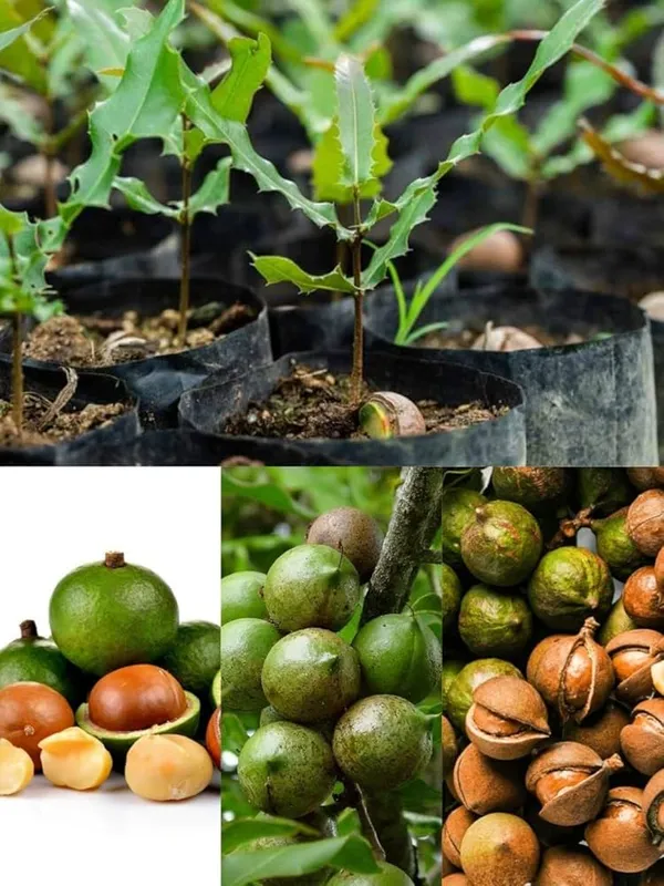 Macadamia_Nut_Plant,_Fresh_Seeds_for_Growing_hight_1/2_feet_plant_after_1/2_years