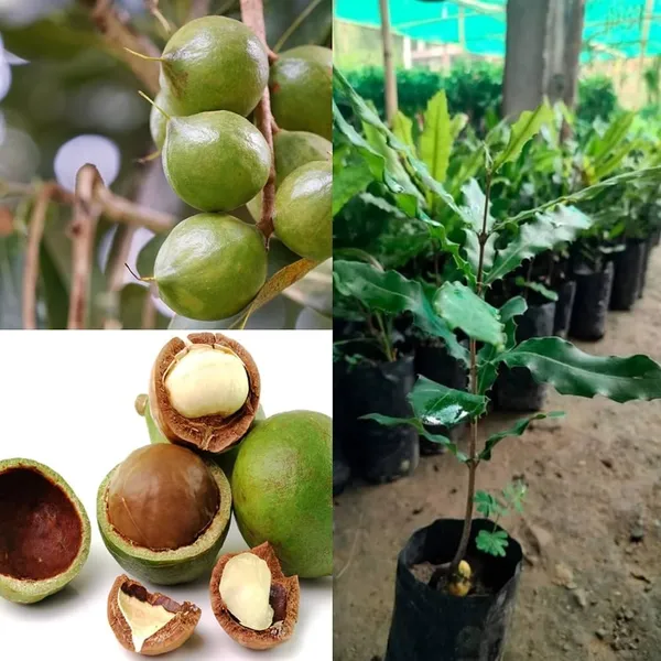 Macadamia_Nut_Plant,_Fresh_Seeds_for_Growing_hight_1/2_feet_plant_after_1/2_years