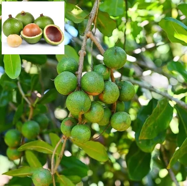Macadamia_Nut_Plant,_Fresh_Seeds_for_Growing_hight_1/2_feet_plant_after_1/2_years