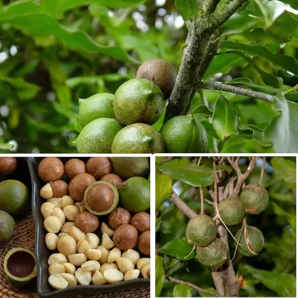 Macadamia_Nut_Plant,_Fresh_Seeds_for_Growing_hight_1/2_feet_plant_after_1/2_years