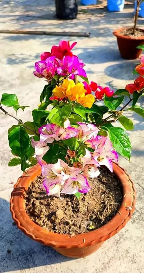 Organic_Radhika_Plant_Colour_Bougainvillea_Multi_Grafted_Plant_Kagoj_Paper_Flower_Tree_Blooming_In_2_Months_Height_1_5-3_Feet