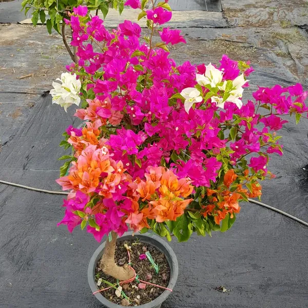 Organic_Radhika_Plant_Colour_Bougainvillea_Multi_Grafted_Plant_Kagoj_Paper_Flower_Tree_Blooming_In_2_Months_Height_1_5-3_Feet