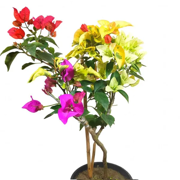 Organic_Radhika_Plant_Colour_Bougainvillea_Multi_Grafted_Plant_Kagoj_Paper_Flower_Tree_Blooming_In_2_Months_Height_1_5-3_Feet
