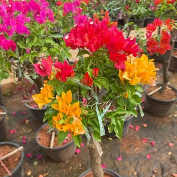 Organic_Radhika_Plant_Colour_Bougainvillea_Multi_Grafted_Plant_Kagoj_Paper_Flower_Tree_Blooming_In_2_Months_Height_1_5-3_Feet