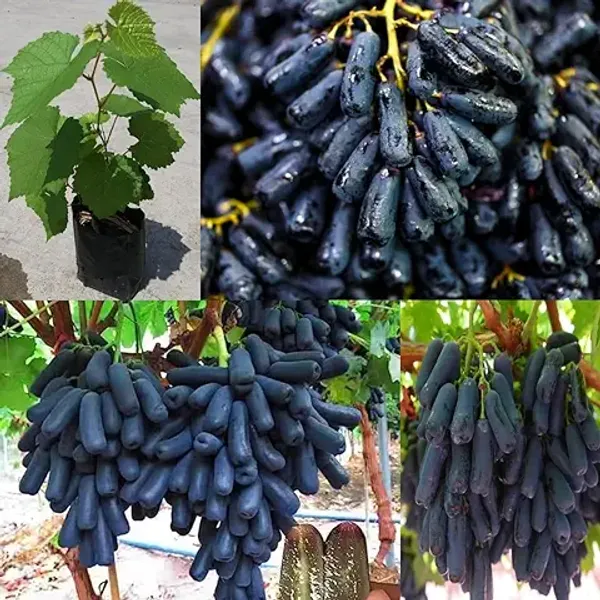 Organic_Moon_Drop_Black_Grapes_Plant_Seedless_Hybrid_All_Season_Super_Yielding_Variety_For_Home_Garden_Pack_Of_1_Plant