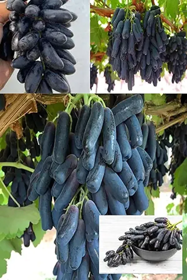 Organic_Moon_Drop_Black_Grapes_Plant_Seedless_Hybrid_All_Season_Super_Yielding_Variety_For_Home_Garden_Pack_Of_1_Plant