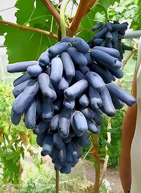 Organic_Moon_Drop_Black_Grapes_Plant_Seedless_Hybrid_All_Season_Super_Yielding_Variety_For_Home_Garden_Pack_Of_1_Plant