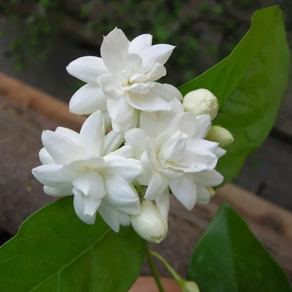 Most_Beautiful_Home_Garden_Healthy_All_Season_Wing_Dong_Jasmine_Plant_Tree_||_For_Outdoor_&_Indoor_Tree