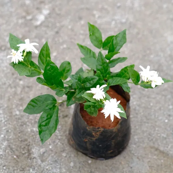 Most_Beautiful_Home_Garden_Healthy_All_Season_Wing_Dong_Jasmine_Plant_Tree_||_For_Outdoor_&_Indoor_Tree