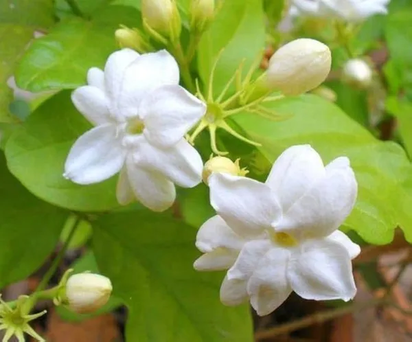 Most_Beautiful_Home_Garden_Healthy_All_Season_Wing_Dong_Jasmine_Plant_Tree_||_For_Outdoor_&_Indoor_Tree