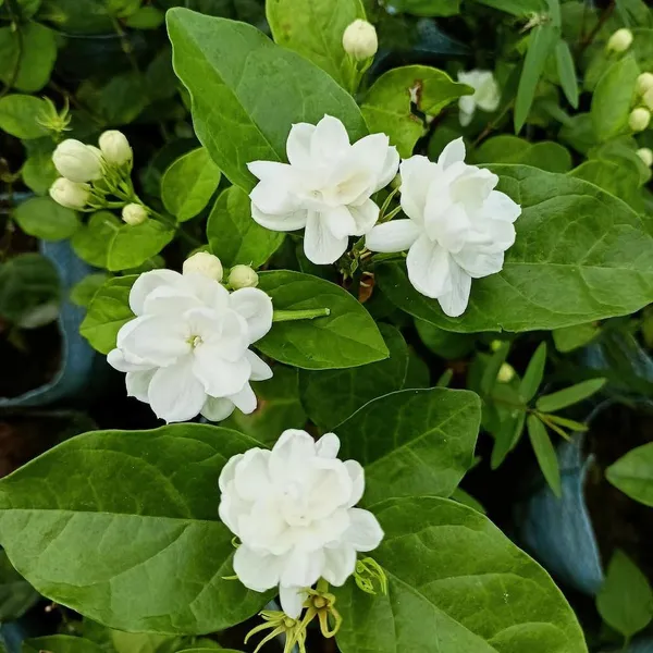 Most_Beautiful_Home_Garden_Healthy_All_Season_Wing_Dong_Jasmine_Plant_Tree_||_For_Outdoor_&_Indoor_Tree