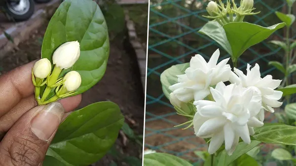 Most_Beautiful_Home_Garden_Healthy_All_Season_Wing_Dong_Jasmine_Plant_Tree_||_For_Outdoor_&_Indoor_Tree