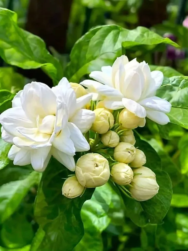 Most_Beautiful_Home_Garden_Healthy_All_Season_Wing_Dong_Jasmine_Plant_Tree_||_For_Outdoor_&_Indoor_Tree