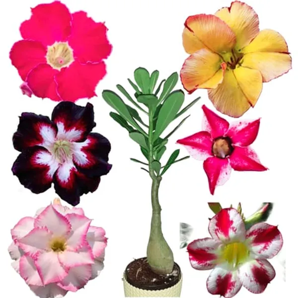 Multi_Colour_Adenium_Plant_β_Hybrid_Desert_Rose_with_4_combo_Red,_Pink,_White_&_Yellow_Blooms_|_Low_Maintenance_Flowering