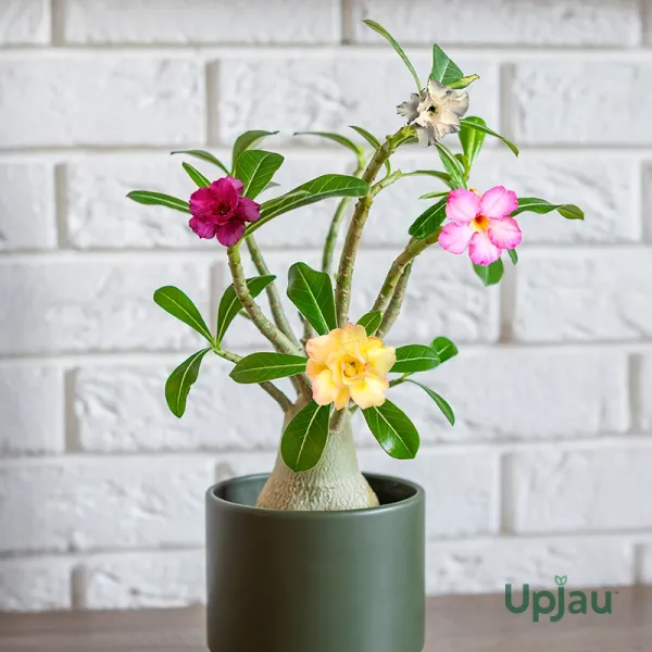 Multi_Colour_Adenium_Plant_β_Hybrid_Desert_Rose_with_4_combo_Red,_Pink,_White_&_Yellow_Blooms_|_Low_Maintenance_Flowering