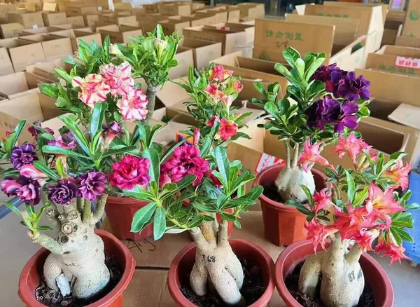 Multi_Colour_Adenium_Plant_β_Hybrid_Desert_Rose_with_4_combo_Red,_Pink,_White_&_Yellow_Blooms_|_Low_Maintenance_Flowering