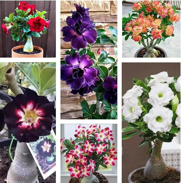 Multi_Colour_Adenium_Plant_β_Hybrid_Desert_Rose_with_4_combo_Red,_Pink,_White_&_Yellow_Blooms_|_Low_Maintenance_Flowering