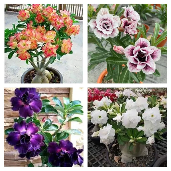 Multi_Colour_Adenium_Plant_β_Hybrid_Desert_Rose_with_4_combo_Red,_Pink,_White_&_Yellow_Blooms_|_Low_Maintenance_Flowering