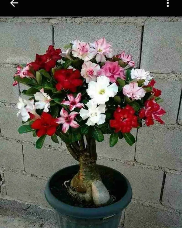 Multi_Colour_Adenium_Plant_–_Hybrid_Desert_Rose_with_Red,_Pink,_White_&_Yellow_Blooms_|_Low_Maintenance_Flowering_Succulent_for_Home_Garden_&_Indoor_Outdoor_Decor